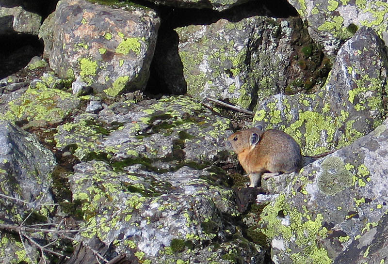 Pika