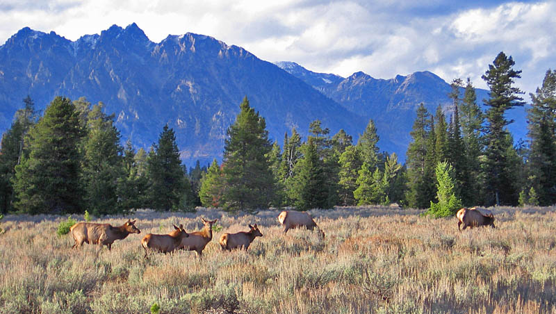 Teton_Elk