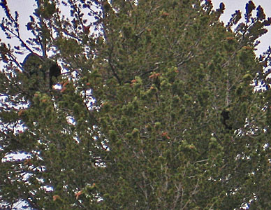 Bear_cubs_in_tree