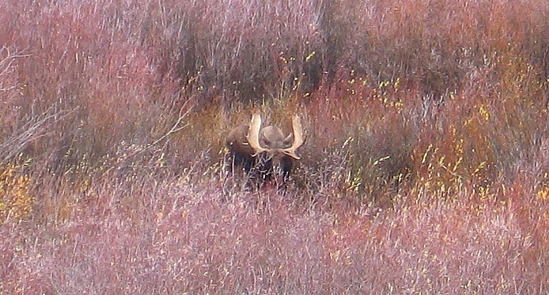 Willow_Flats_Moose