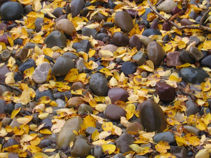 Aspen_leaves_rocks