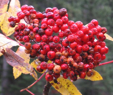 Berries