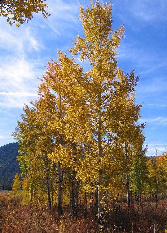 Oxbow-Aspens