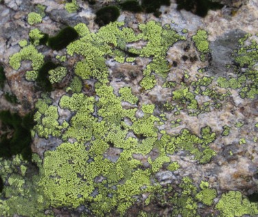 Rock_Lichen