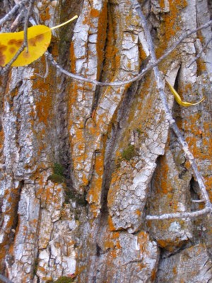 Tree_bark