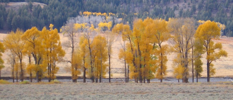 Aspens_Lamar