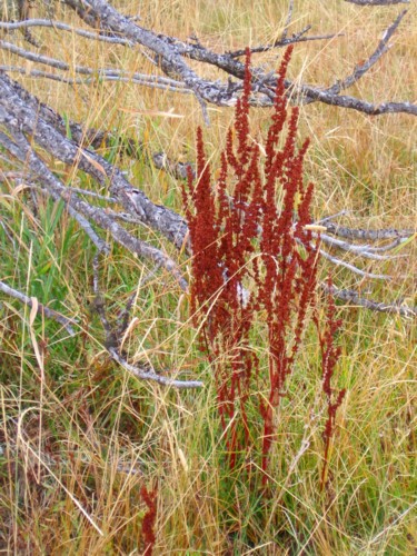 Red_Grass