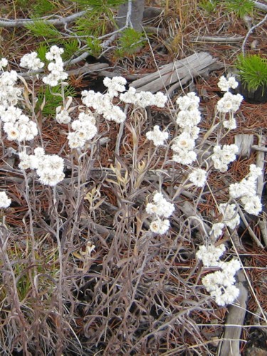 White_flowers