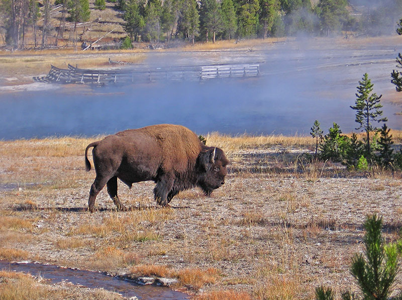 Bison