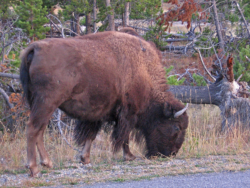 Buffalo-close