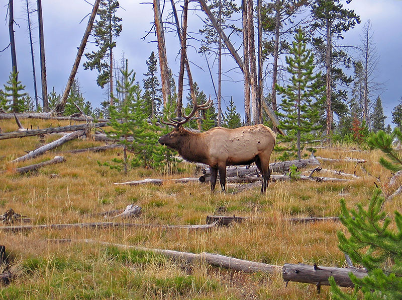 West_Thumb_Elk