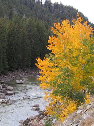 River_foliage