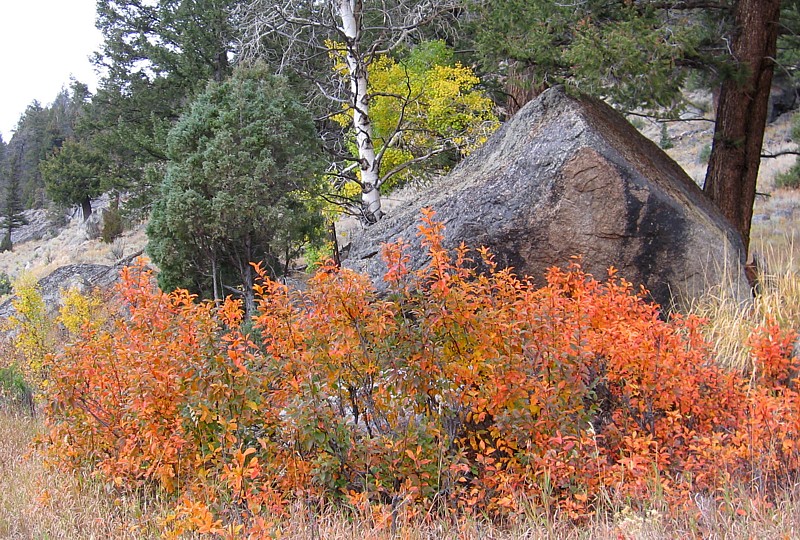 Foliage