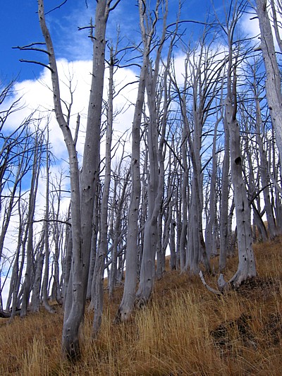 Dead_trees